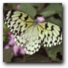 [Click to enlarge image]